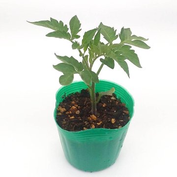 トマト苗 自根 サンマルツァーノ苗の画像