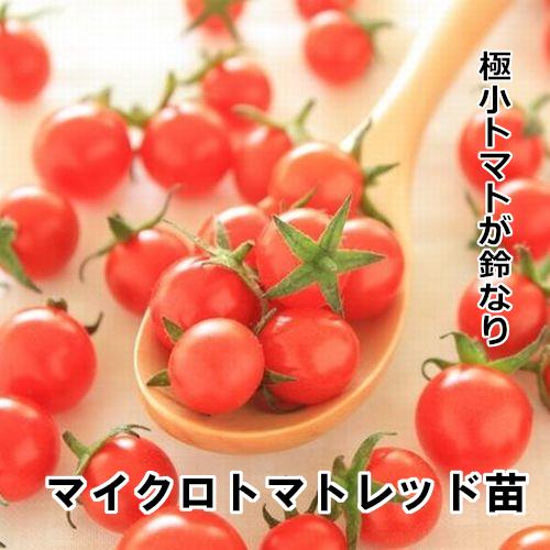 マイクロトマト レッド 自根苗の画像