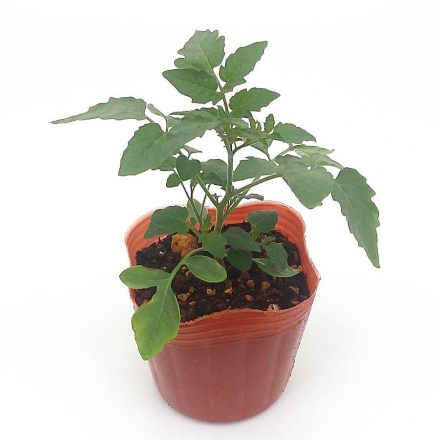 マイクロトマト レッド 自根苗の画像