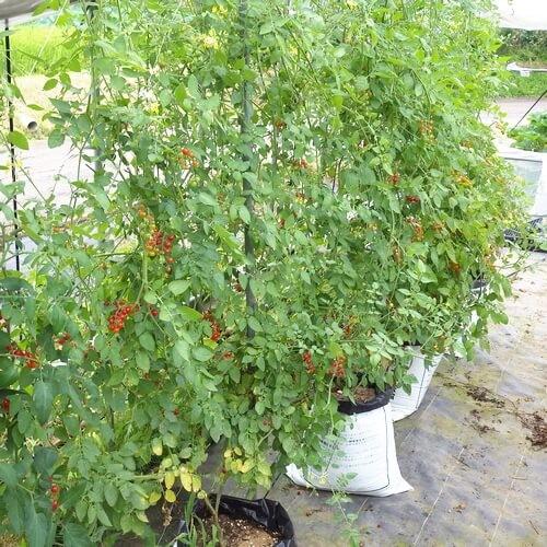 マイクロトマト レッド 自根苗の画像