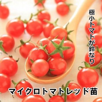 マイクロトマト レッド 自根苗の画像