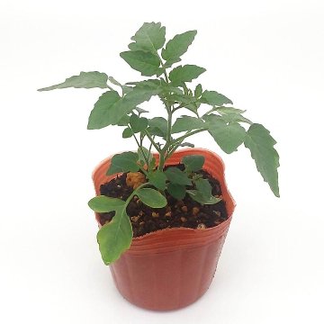 マイクロトマト レッド 自根苗の画像