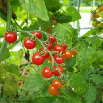 マイクロトマト レッド 自根苗の画像