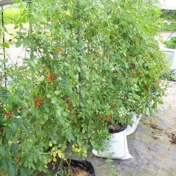 マイクロトマト レッド 自根苗の画像