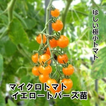 マイクロトマト イエロートパーズ 自根苗の画像