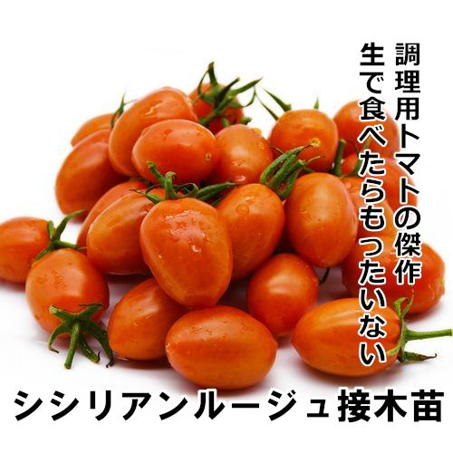 トマト苗 シシリアンルージュ接木苗の画像