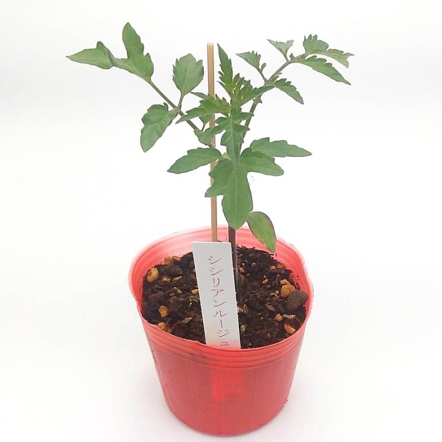 トマト苗 シシリアンルージュ接木苗の画像