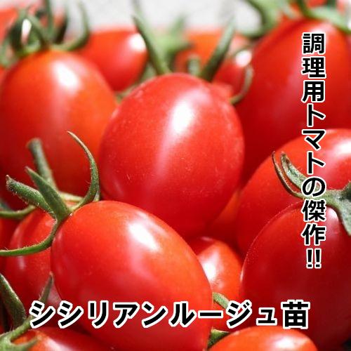 トマト苗 自根 シシリアンルージュ苗の画像