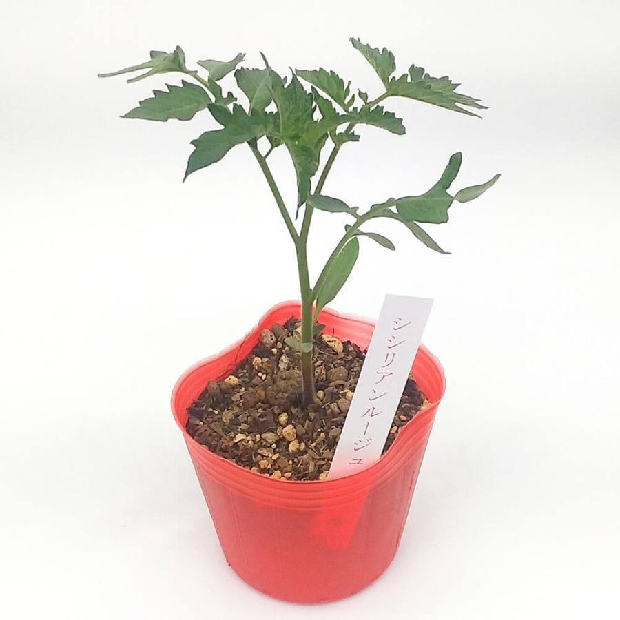 トマト苗 自根 シシリアンルージュ苗の画像