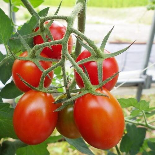 トマト苗 自根 シシリアンルージュ苗の画像