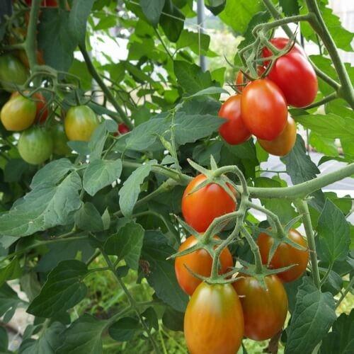 トマト苗 自根 シシリアンルージュ苗の画像