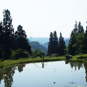 魚沼産コシヒカリ ５kg 令和4年産 棚田天水田米  精米直後発送の画像