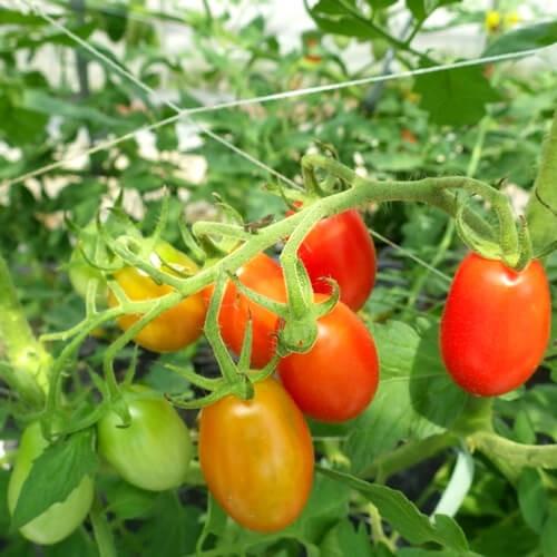 トマト苗 ロッソナポリタン接木苗の画像