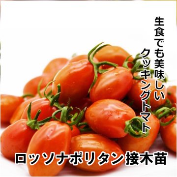 トマト苗 ロッソナポリタン接木苗の画像