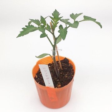 トマト苗 ロッソナポリタン接木苗の画像
