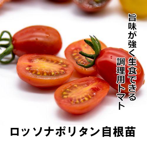 トマト苗 自根 ロッソナポリタン苗の画像