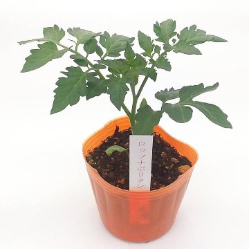 トマト苗 自根 ロッソナポリタン苗の画像