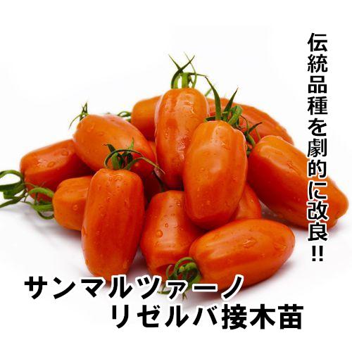 トマト苗 サンマルツァーノ リゼルバ接木苗の画像