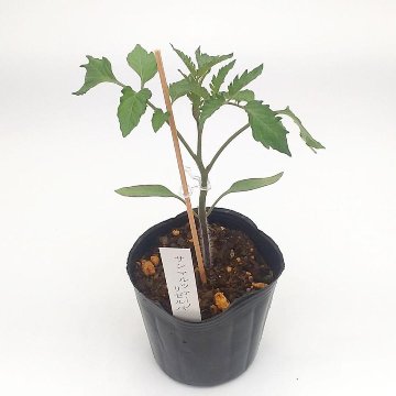 トマト苗 サンマルツァーノ リゼルバ接木苗の画像