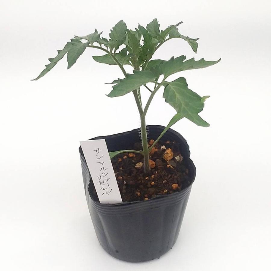 トマト苗 自根 サンマルツァーノ リゼルバ苗の画像