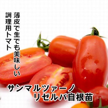 トマト苗 自根 サンマルツァーノ リゼルバ苗の画像