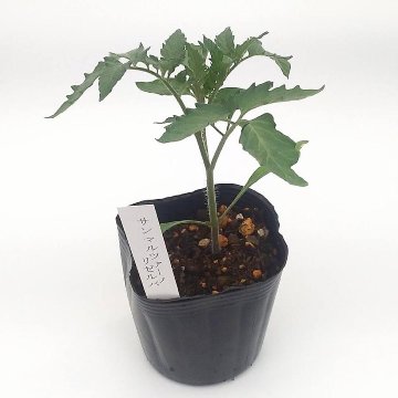 トマト苗 自根 サンマルツァーノ リゼルバ苗の画像