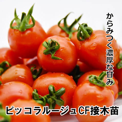 トマト苗 ピッコラルージュCF 接木苗の画像