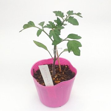 トマト苗 ピッコラルージュCF 接木苗の画像