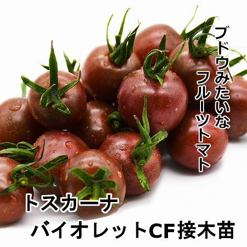 トマト苗 トスカーナバイオレットCF 接木苗の画像