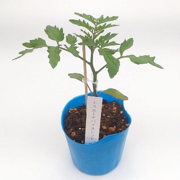 トマト苗 トスカーナバイオレットCF 接木苗の画像