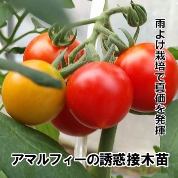 トマト苗 アマルフィーの誘惑 接木苗の画像