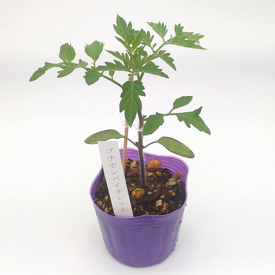 トマト苗 プチポンバイオレット 接木苗の画像