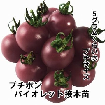 トマト苗 プチポンバイオレット 接木苗の画像