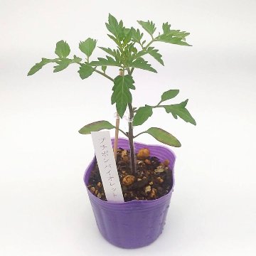トマト苗 プチポンバイオレット 接木苗の画像