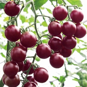 トマト苗 プチポンバイオレット 接木苗の画像