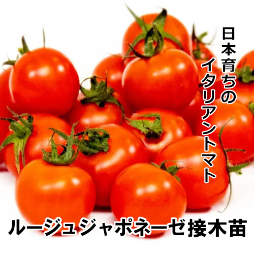 トマト苗 ルージュジャポネーゼ 接木苗の画像