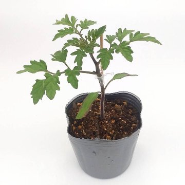 トマト苗 CFプチぷよII 接木苗の画像