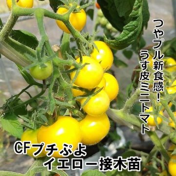 トマト苗 CFプチぷよイエロー 接木苗の画像