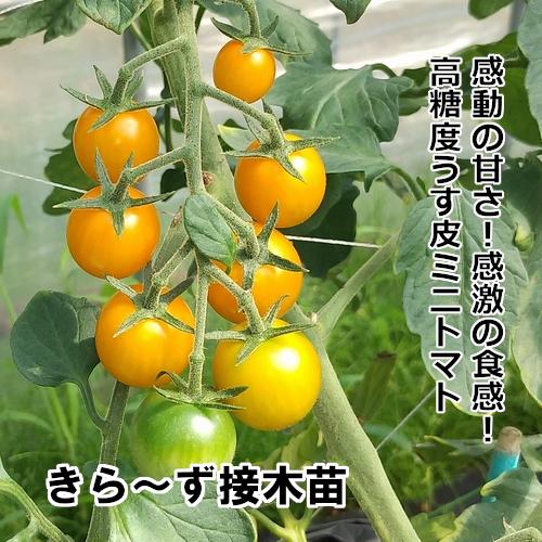 トマト苗 きらーず 接木苗の画像