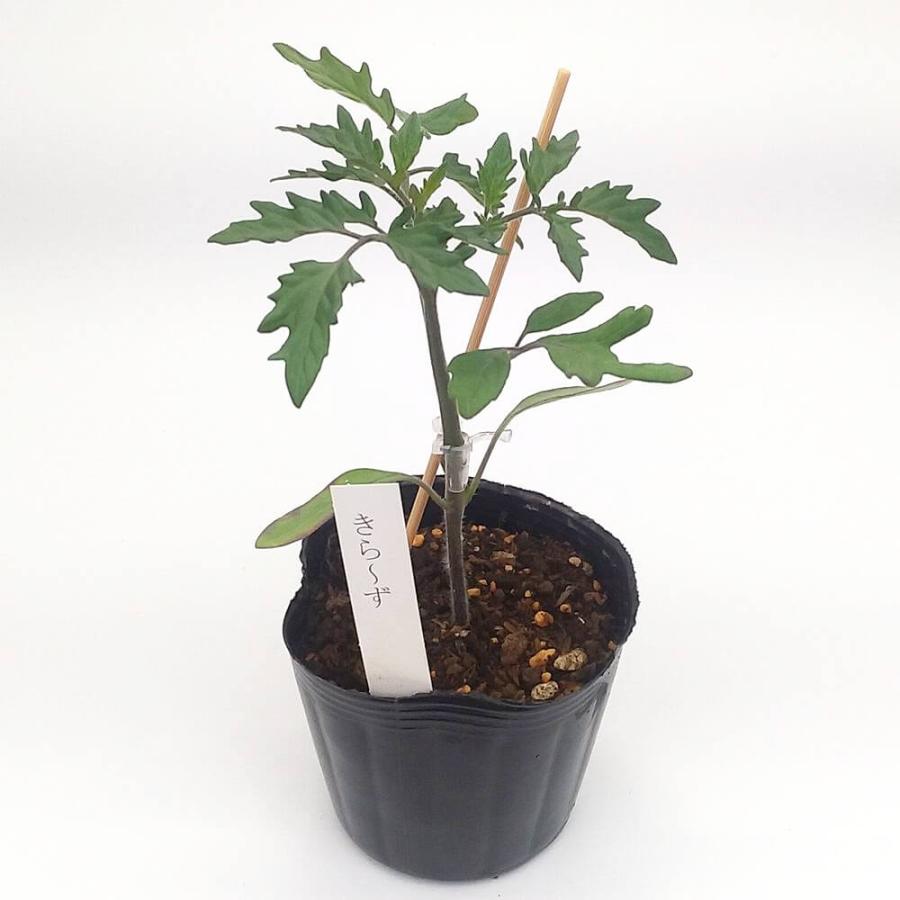 トマト苗 きらーず 接木苗の画像