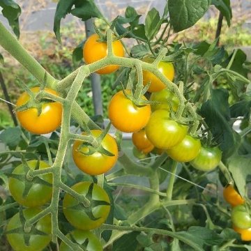 トマト苗 きらーず 接木苗の画像