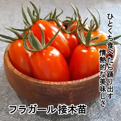 トマト苗 フラガール 接木苗の画像