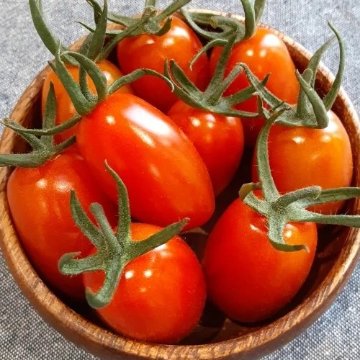 トマト苗 フラガール 接木苗の画像