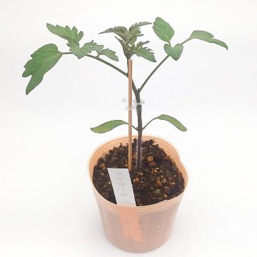 トマト苗 フラガール 接木苗の画像