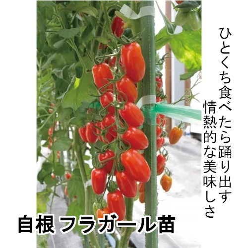 トマト苗 自根 フラガール苗の画像
