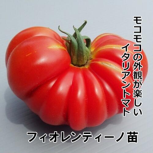 トマト苗 自根 フィオレンティーノ苗の画像