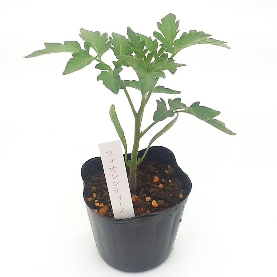 トマト苗 自根 フィオレンティーノ苗の画像