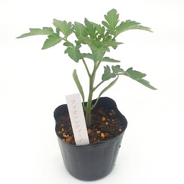 トマト苗 自根 フィオレンティーノ苗の画像