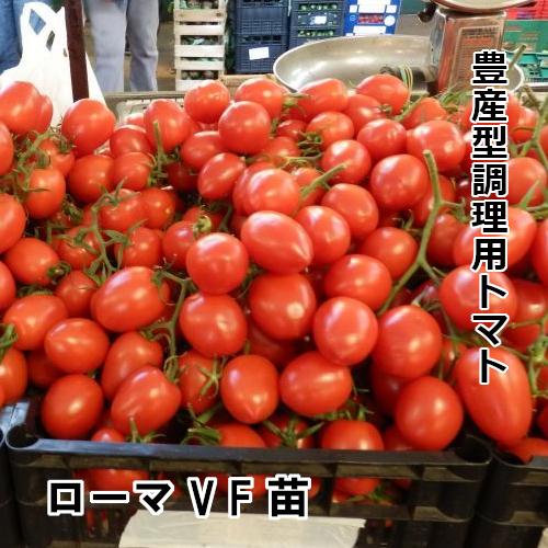 トマト苗  自根 ローマ VF苗の画像
