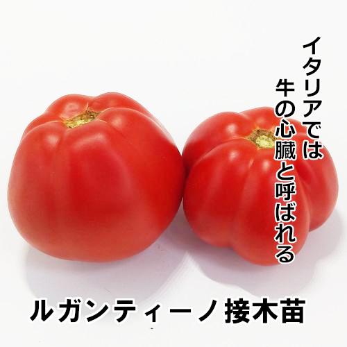トマト苗 ルガンティーノ 接木苗の画像